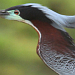 4 years of study of the Agami heron (Agamia agami): Argos tracking, Conservation Plan and a new Working Group